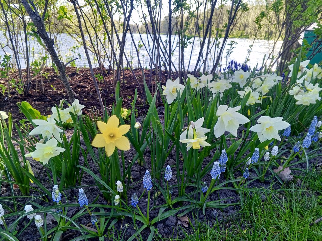 Весна - Сапсан 