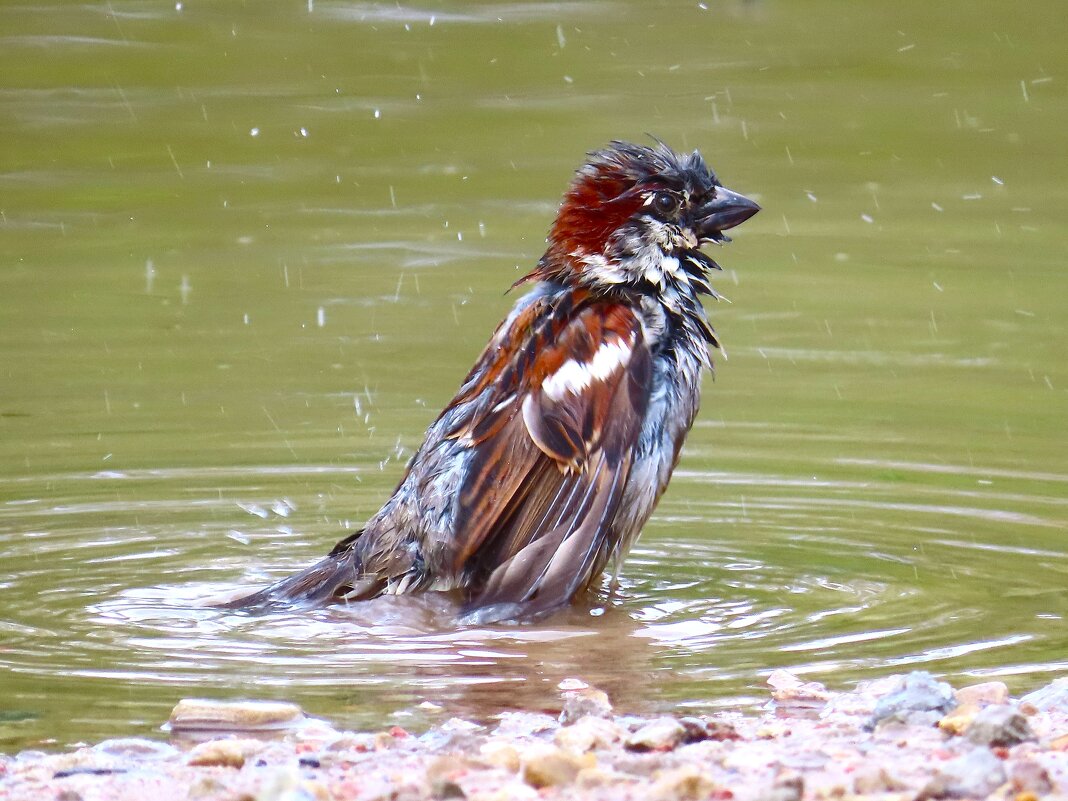 Банька! - Ольга Митрофанова Банька! - Ольга Митрофанова