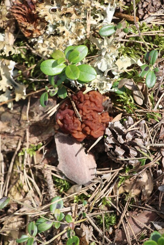 Пора по грибы - Наталья Герасимова Пора по грибы - Наталья Герасимова