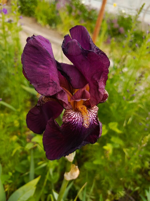 Озорной, с ушками - Татьяна Пальчикова Озорной, с ушками - Татьяна Пальчикова