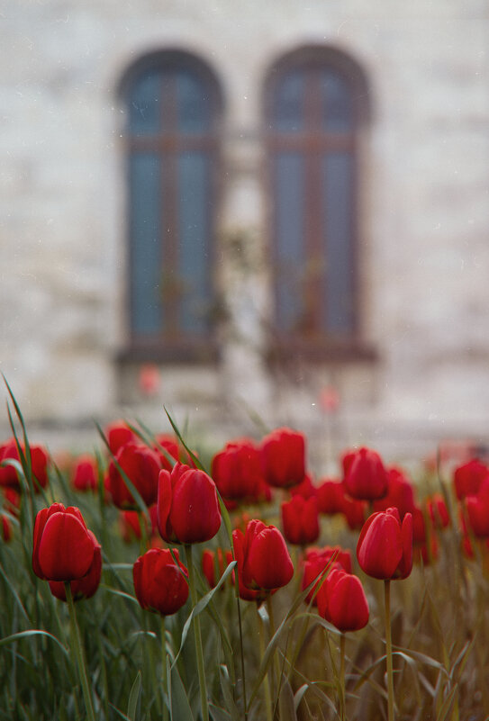 Овеяно чарами алых тюльпанов... - Анатолий Щербак Овеяно чарами алых тюльпанов... - Анатолий Щербак