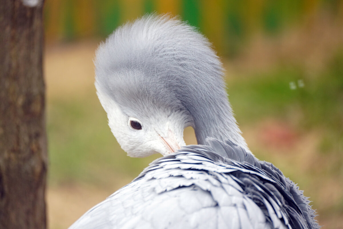 Журавль  Стэнли - Иван Литвинов