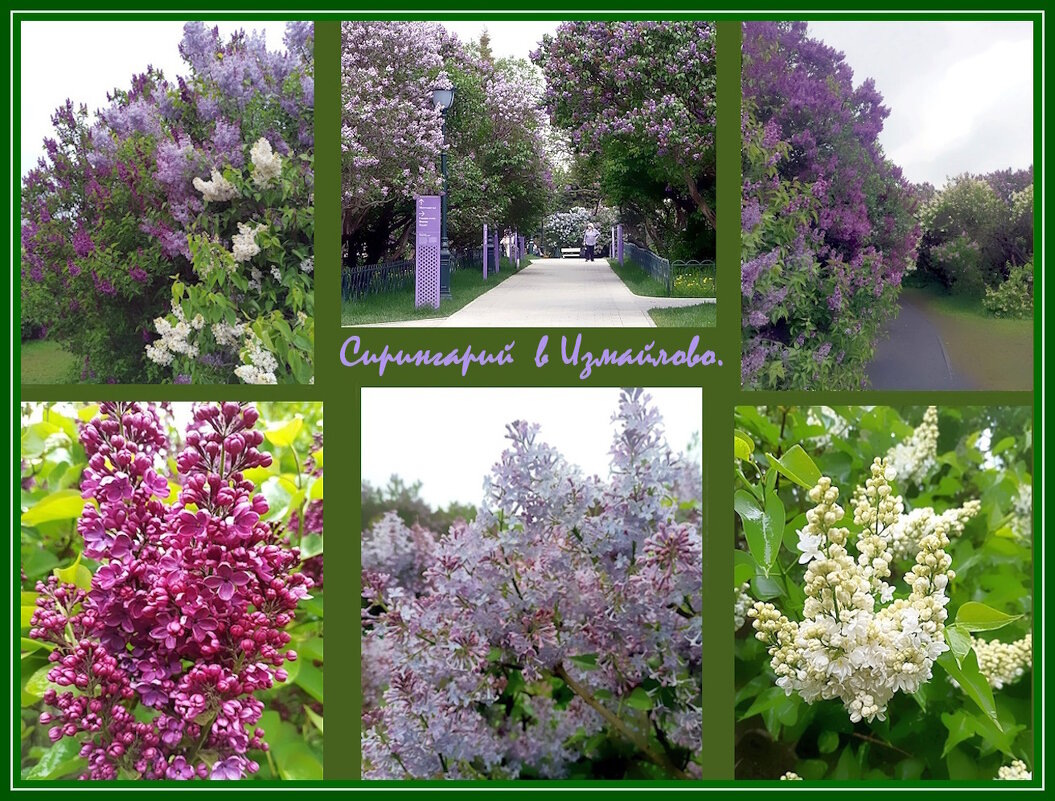 Сиреневый сад  в Москве на Щёлковском шоссе. - Ольга Довженко