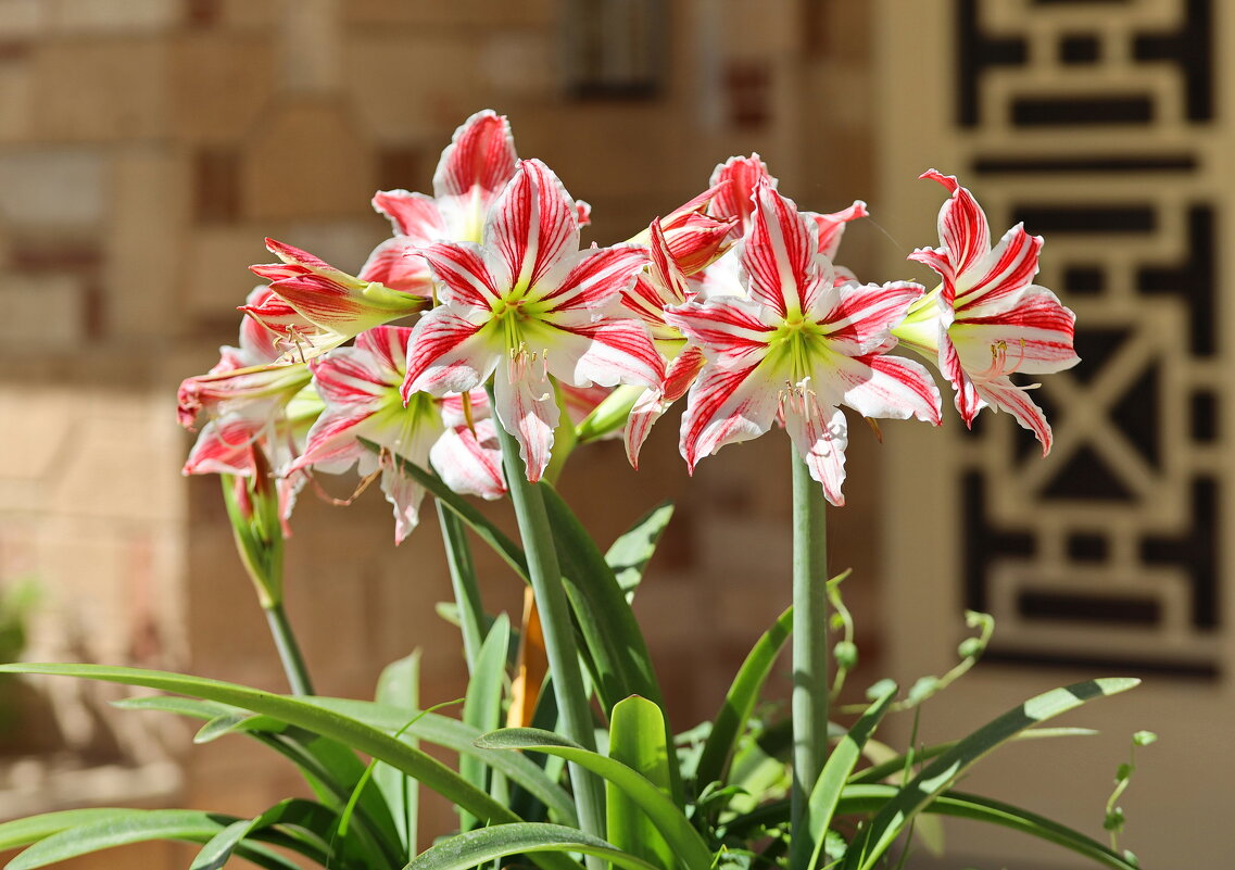 Амариллис. - Оля Богданович