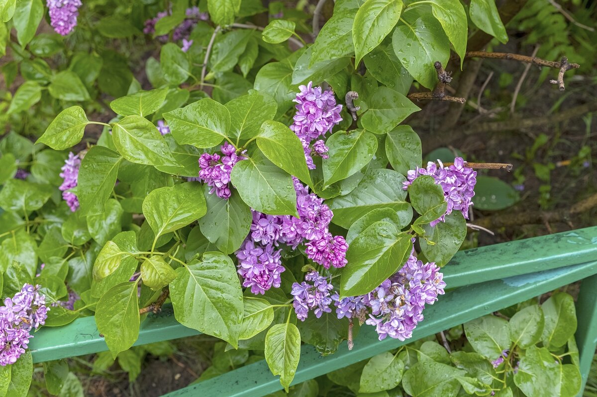 Сирень в дождливый день - Валерий Иванович Сирень в дождливый день - Валерий Иванович