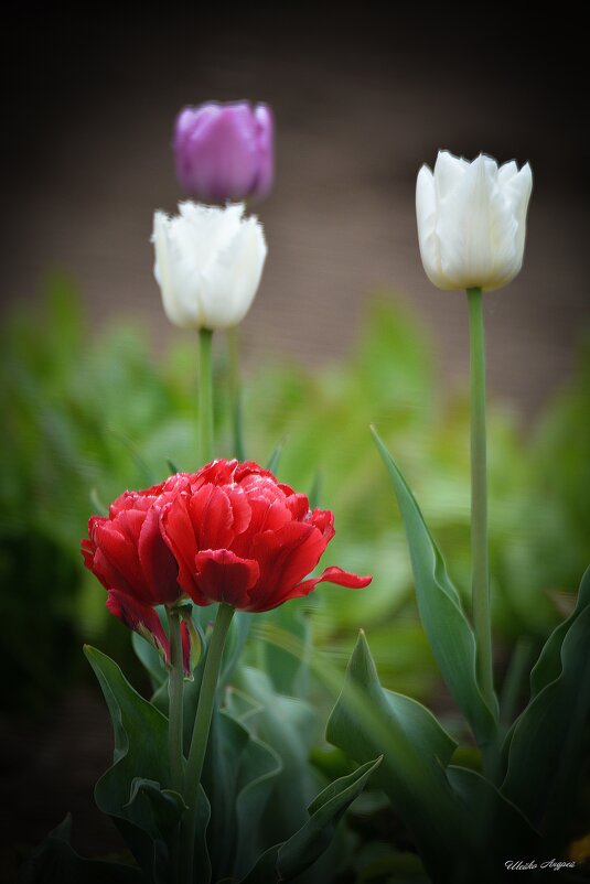 Тюльпаны - Андрей Шейко
