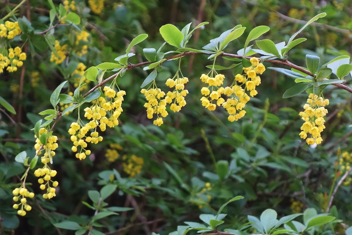 Цветет Барбарис обыкновенный - Рита Симонова Цветет Барбарис обыкновенный - Рита Симонова