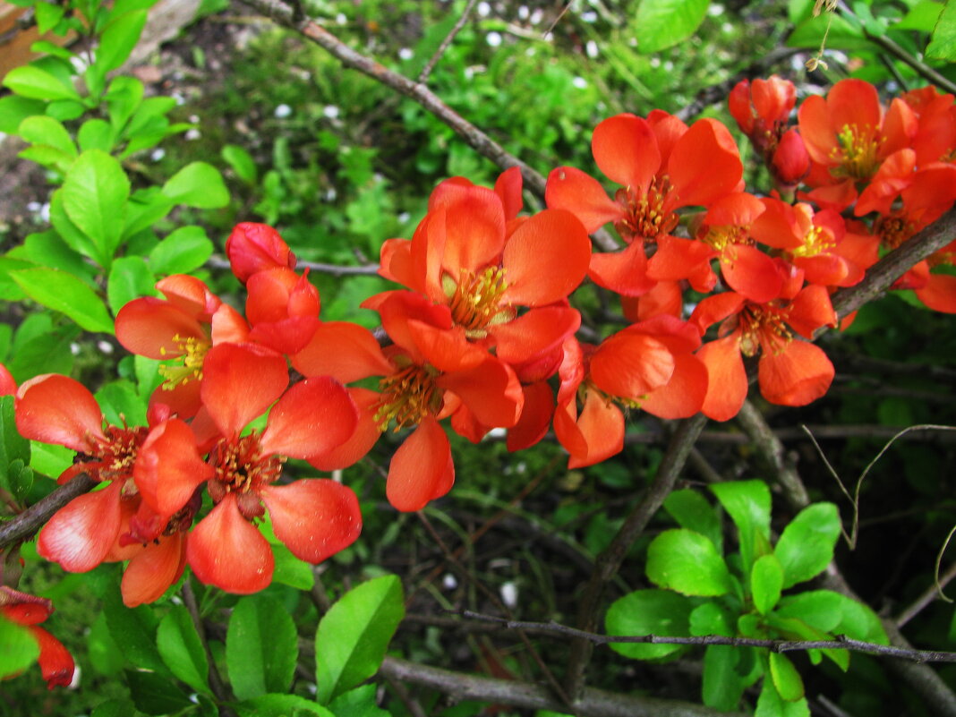 Айва цветёт - Людмила Смородинская Айва цветёт - Людмила Смородинская