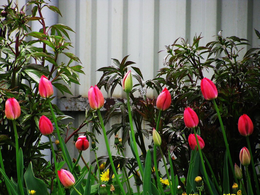 Красота - Людмила Смородинская