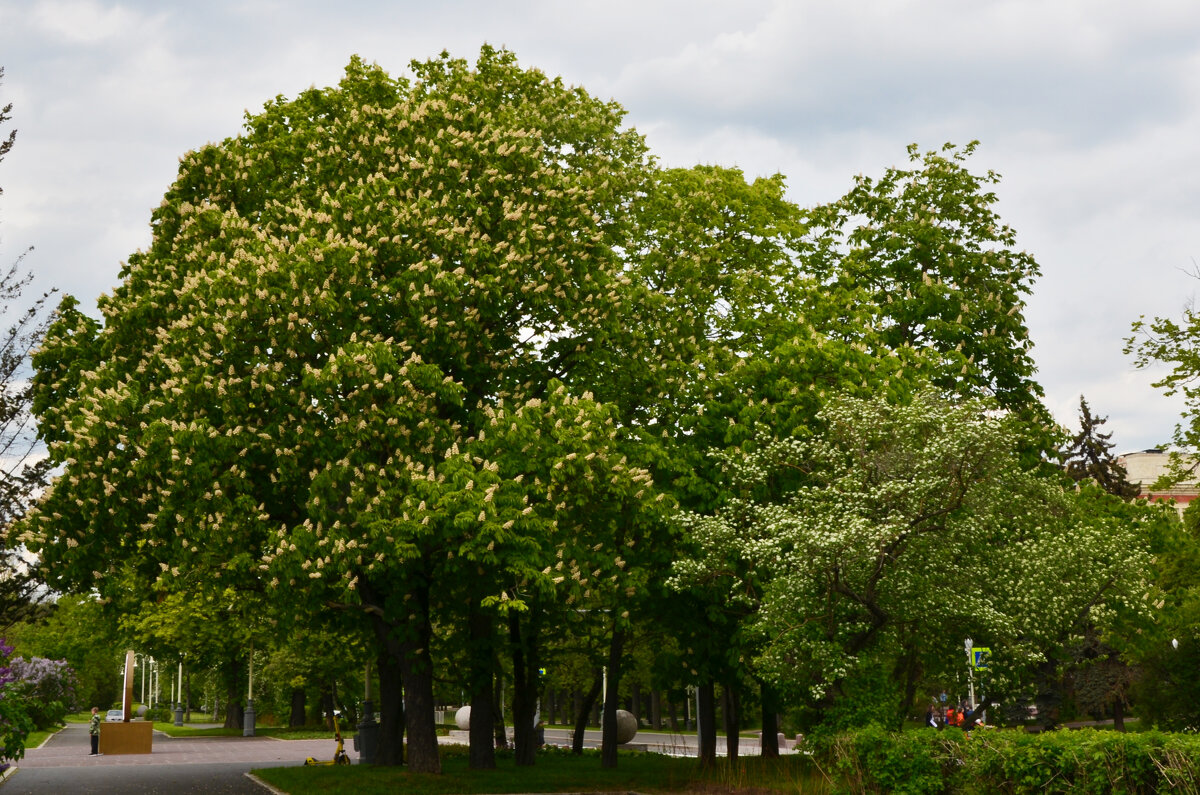 Весенняя Москва. МГУ. - Наташа ***** Весенняя Москва. МГУ. - Наташа *****