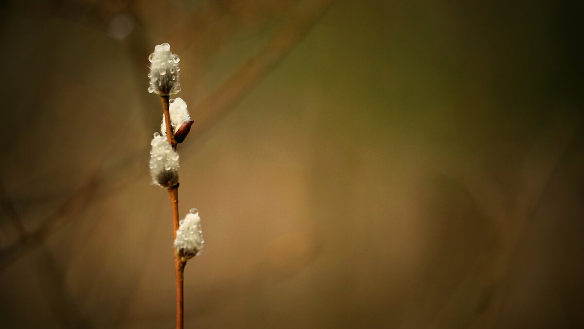 капли - Андрей Литов капли - Андрей Литов