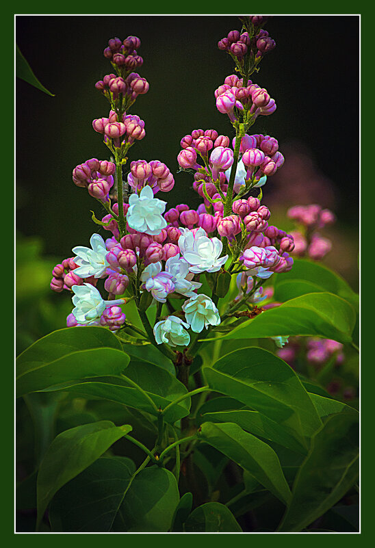 Сирени куст цветущий - Владимир Кроливец Сирени куст цветущий - Владимир Кроливец