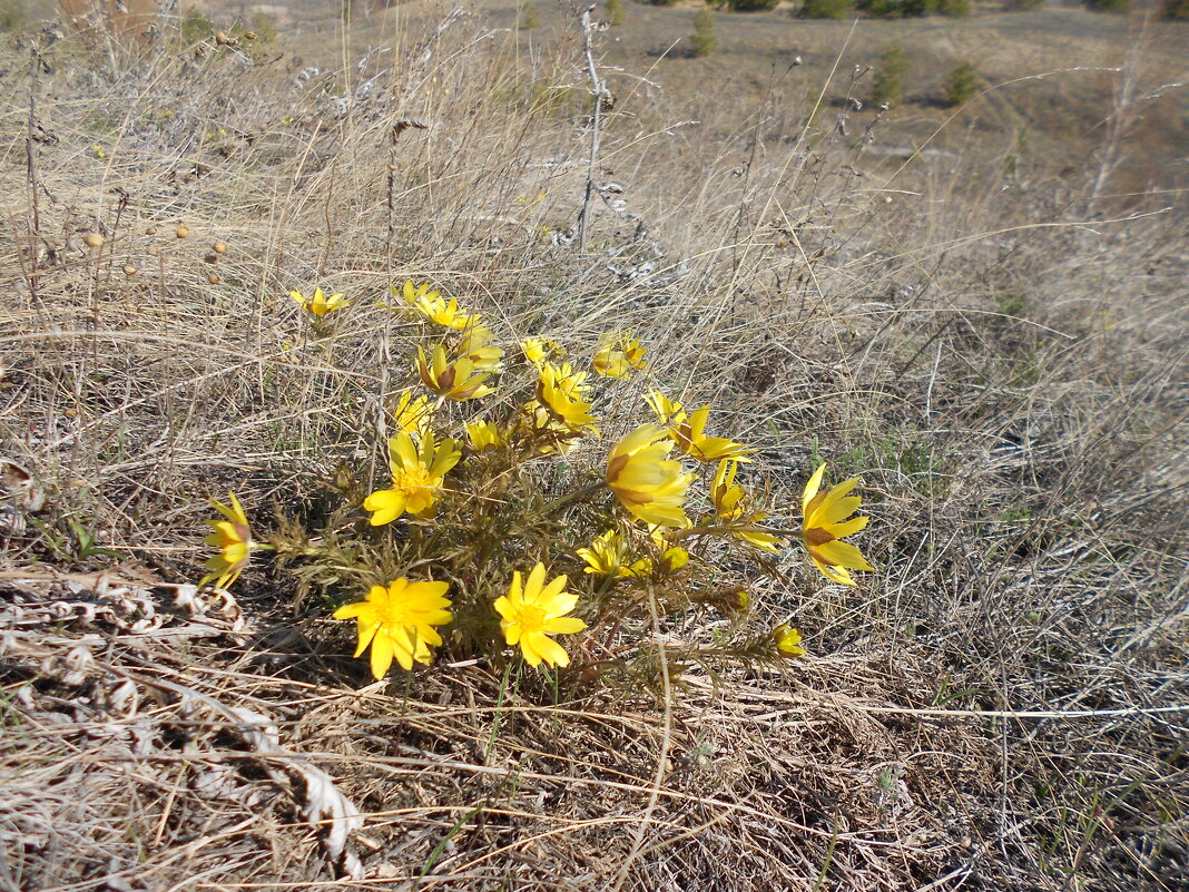 апрель - Елена Шаламова апрель - Елена Шаламова