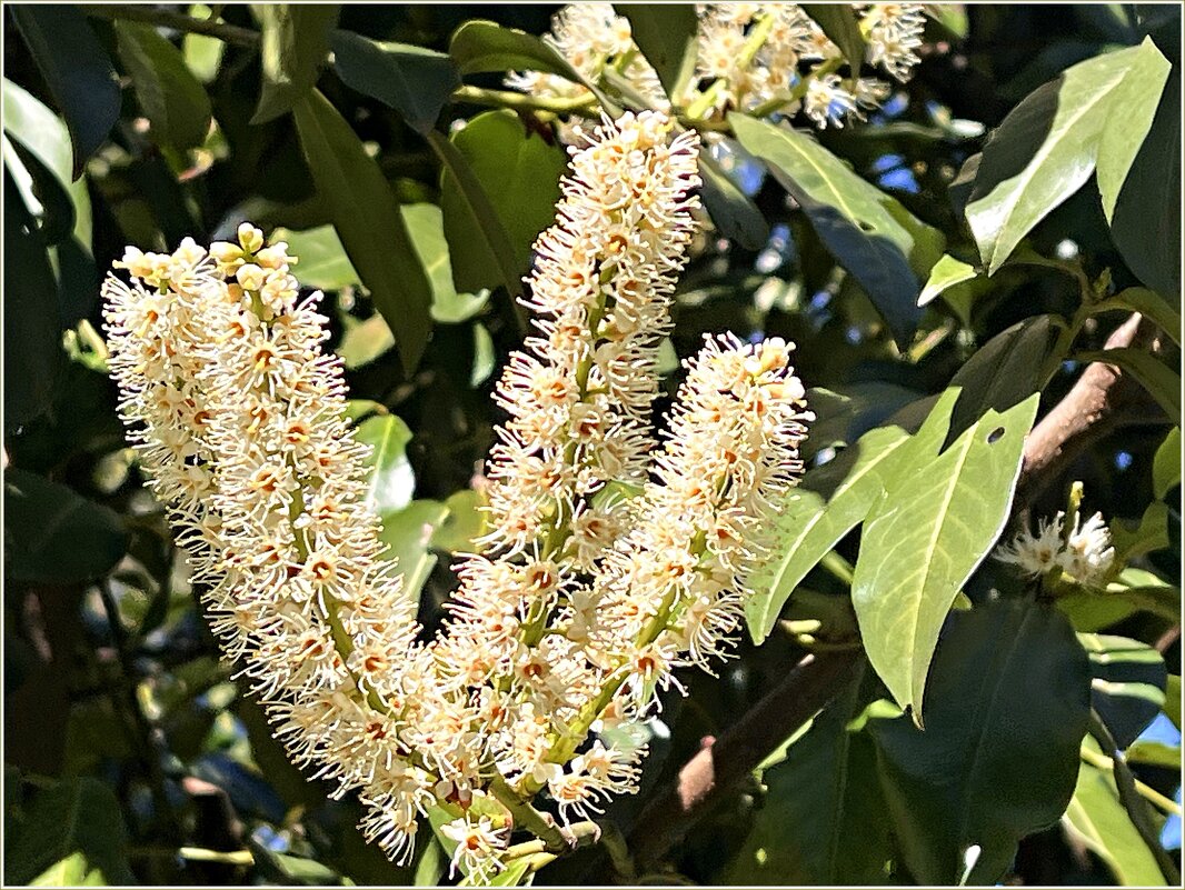 Цветёт лавровишня. - Валерия Комова