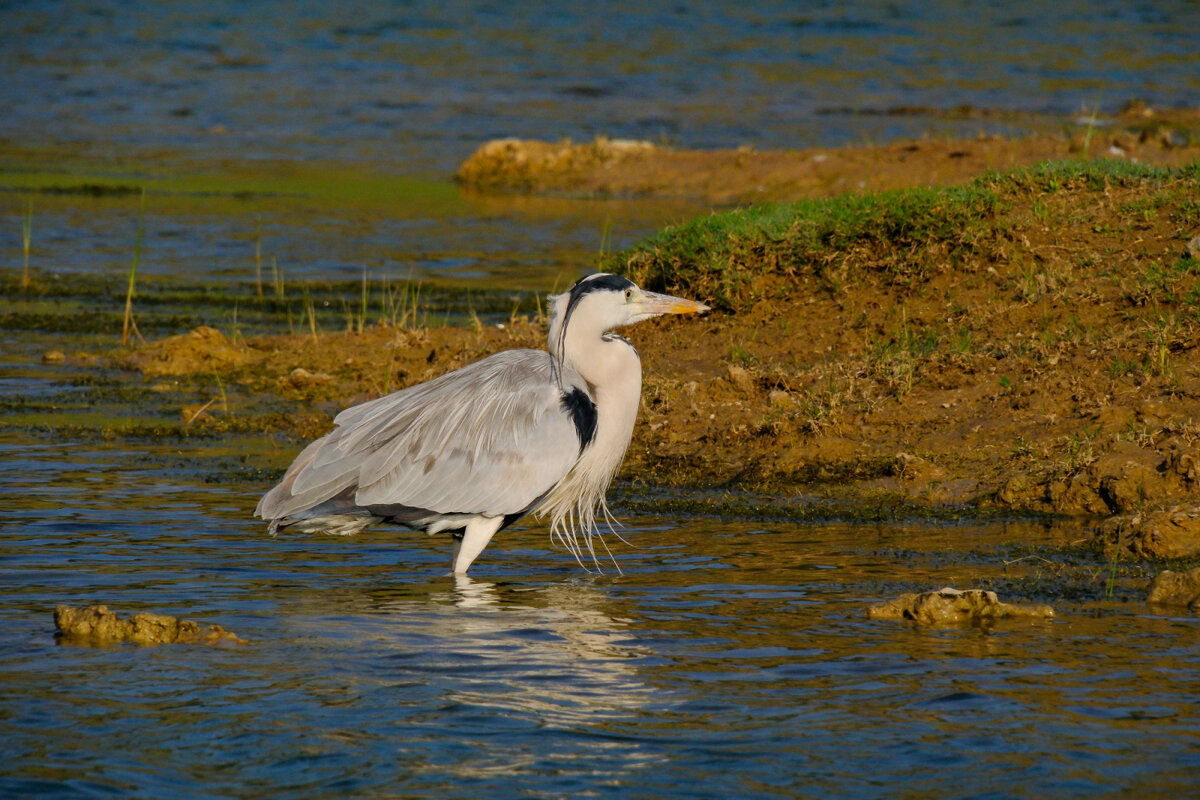 Серая цапля - Георгий А Серая цапля - Георгий А