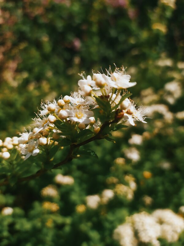 В цвету - Любовь Иванова