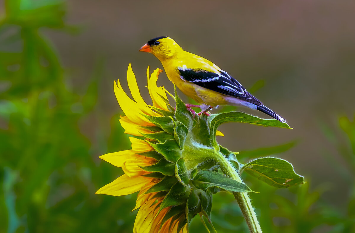 Американский чиж - Aleksey Afonin