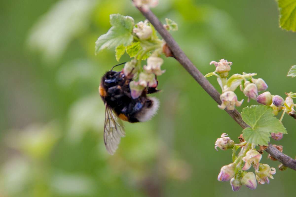 Шмель на смородине - Руслан Веселов