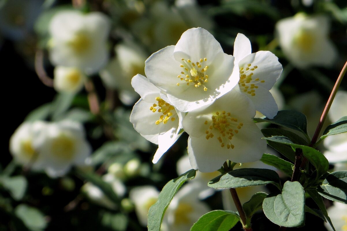 Чубушник, а попросту жасмин - Татьяна Смоляниченко