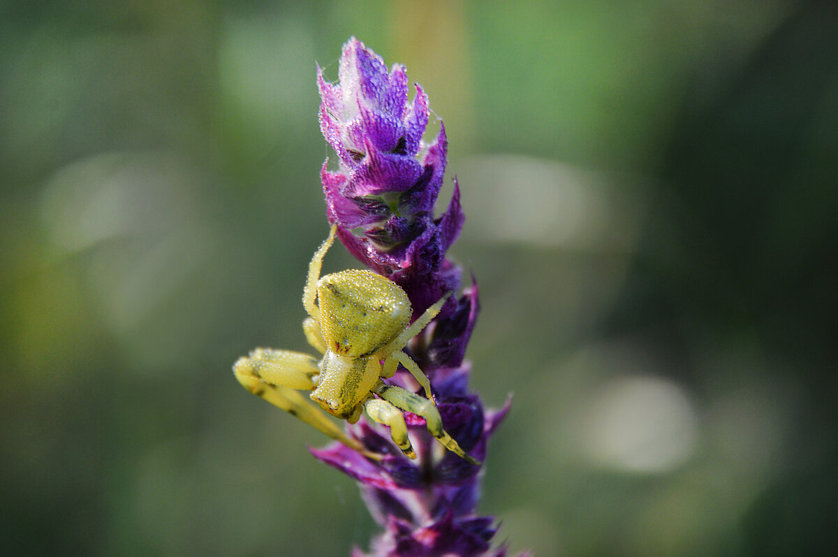 Паук - бокоход - Надежда Куркина Паук - бокоход - Надежда Куркина
