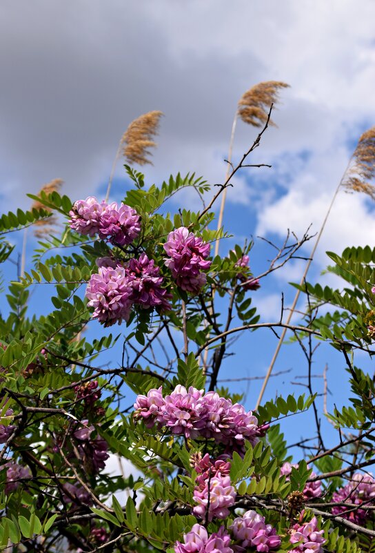 *** - Павленко Михаил 
