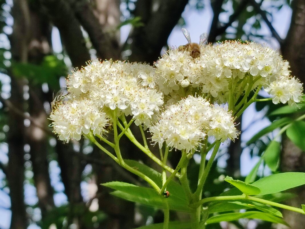 Цветёт рябина - Валентина Богатко 