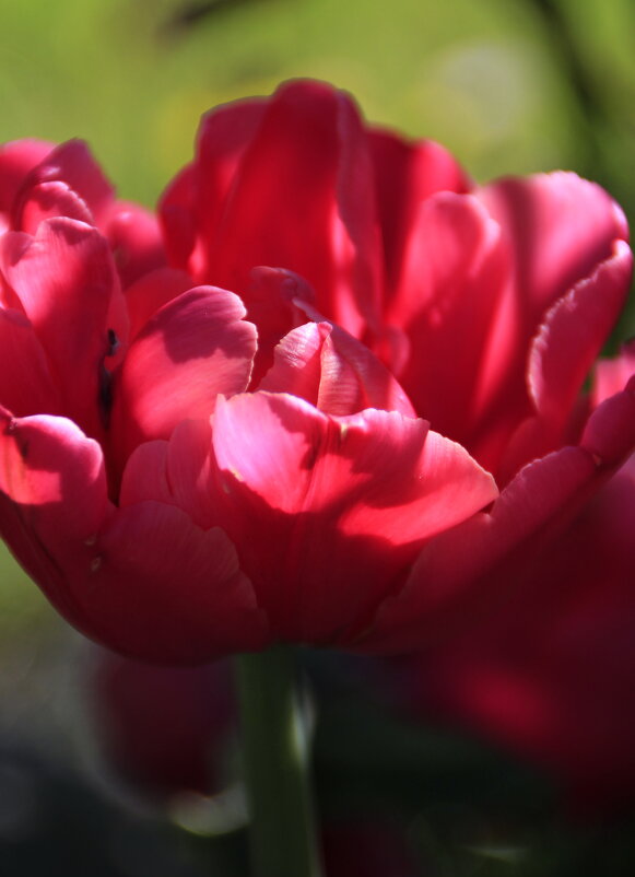 Тюльпашка .. - Татьян@ Ивановна