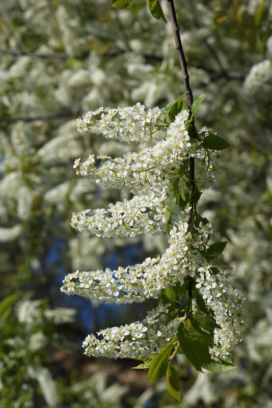 Черёмуха - Наталия Григорьева
