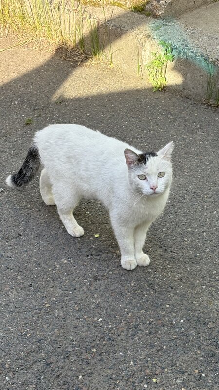 Кош идёт по своим котьим делам - Иннокентий Авдонин Кош идёт по своим котьим делам - Иннокентий Авдонин
