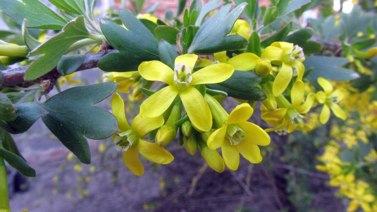 *** - Галина Полина