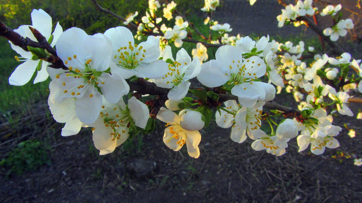 *** - Галина Полина *** - Галина Полина