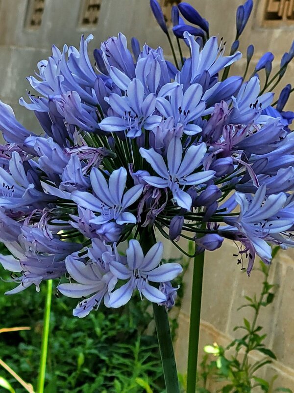 Агапантус африканский. Входа в подъезд. - Светлана Хращевская Агапантус африканский. Входа в подъезд. - Светлана Хращевская