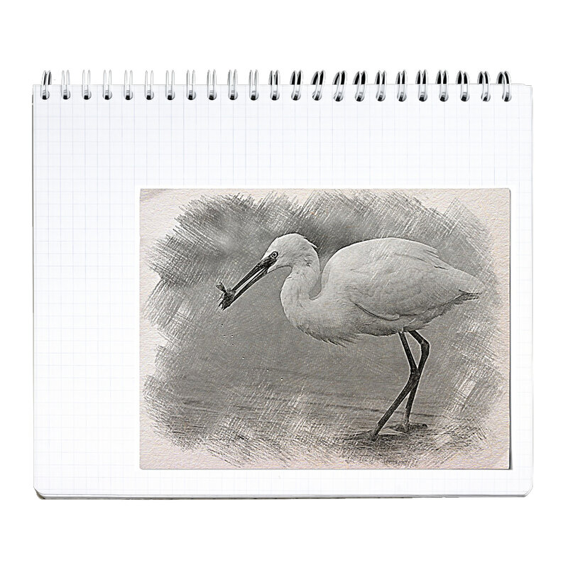 Малая белая цапля - Алевтина Малая белая цапля - Алевтина