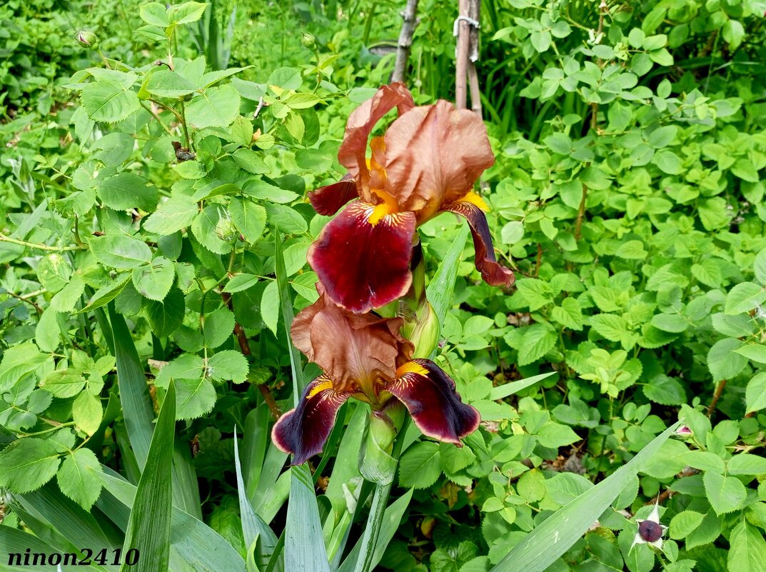 Весна - Нина Бутко Весна - Нина Бутко