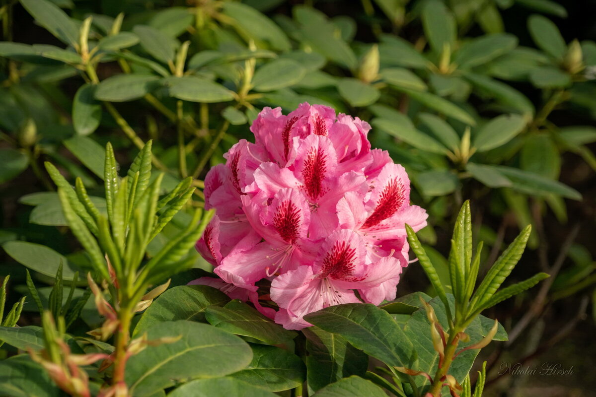 Рододендрон... - Николай Гирш