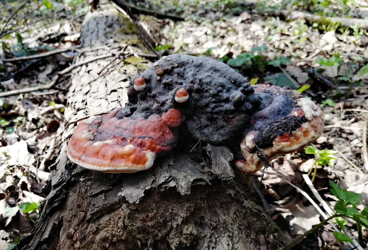 ГРИБОНОСОВ - Юрий Вовк