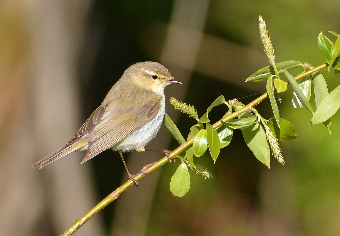 Теньковка - Владислав Иопек