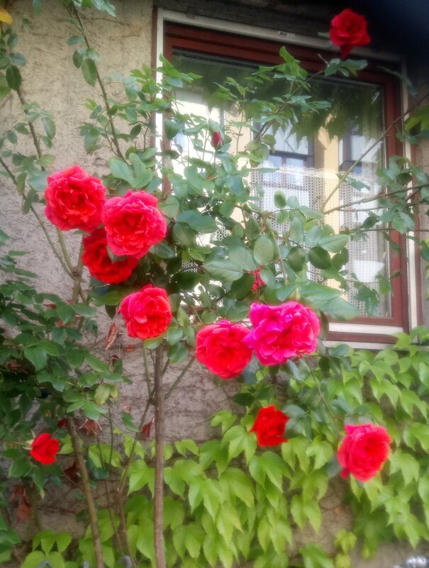 Май городской... - Lilly 