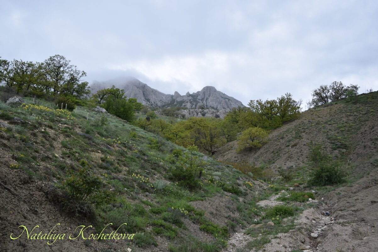 Природа Крыма - Amazing Cosmea Природа Крыма - Amazing Cosmea