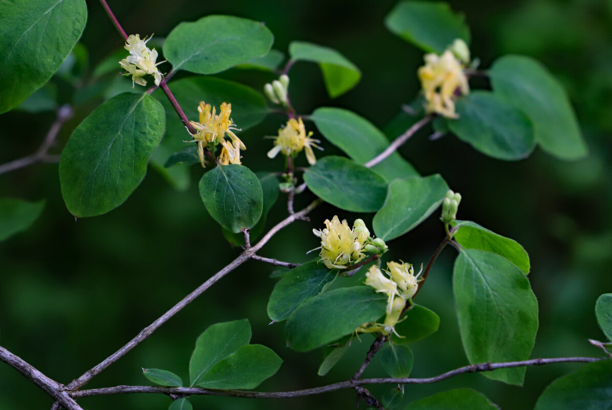 Весна - краснов юрий 