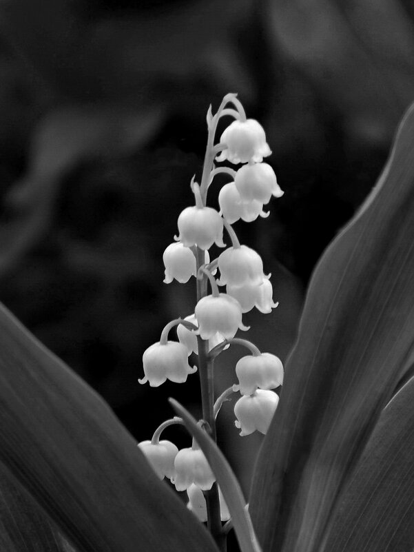 Почти симметрия - Елена Пономарева