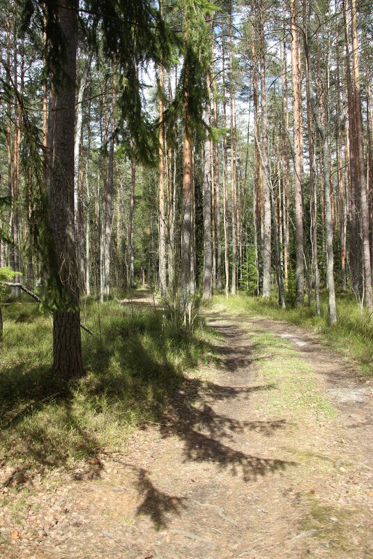 Комарово - Наталья Герасимова