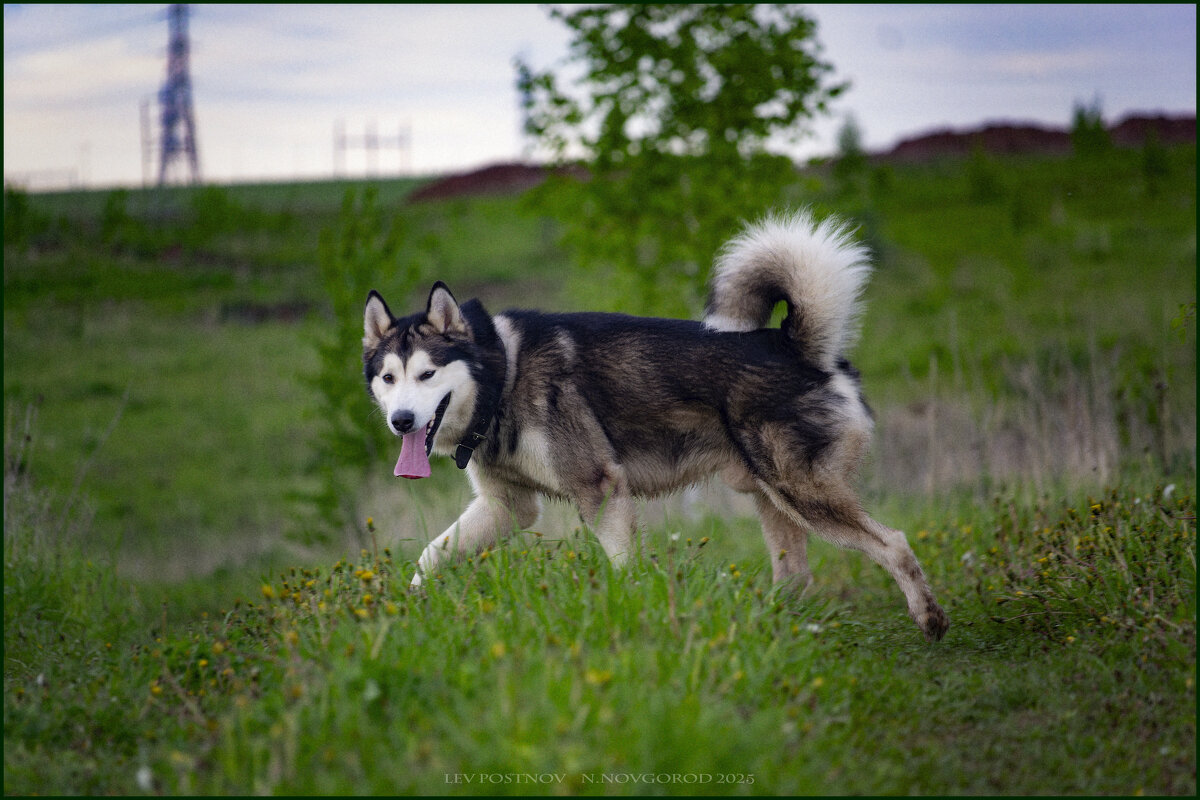 Ярик. - leff Postnov