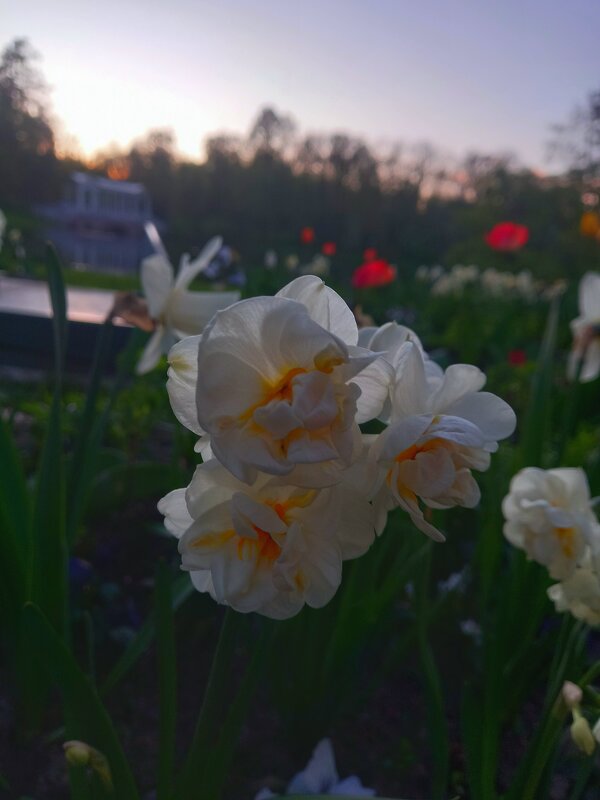 Нарцисс - Сапсан 