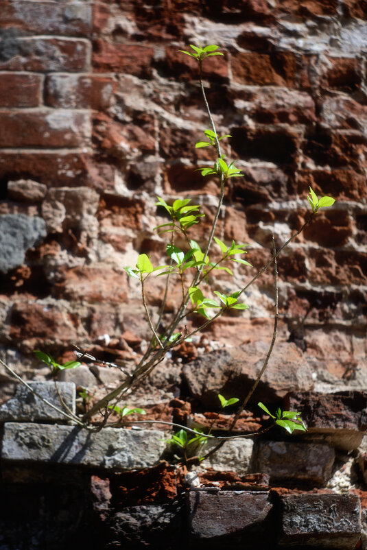 И на камнях растут деревья - Михаил ******* И на камнях растут деревья - Михаил *******