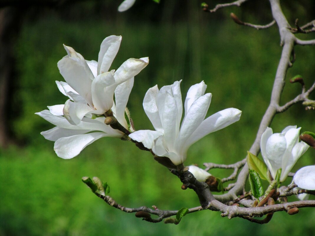 Магнолия звездчатая - Сергей Карачин Магнолия звездчатая - Сергей Карачин