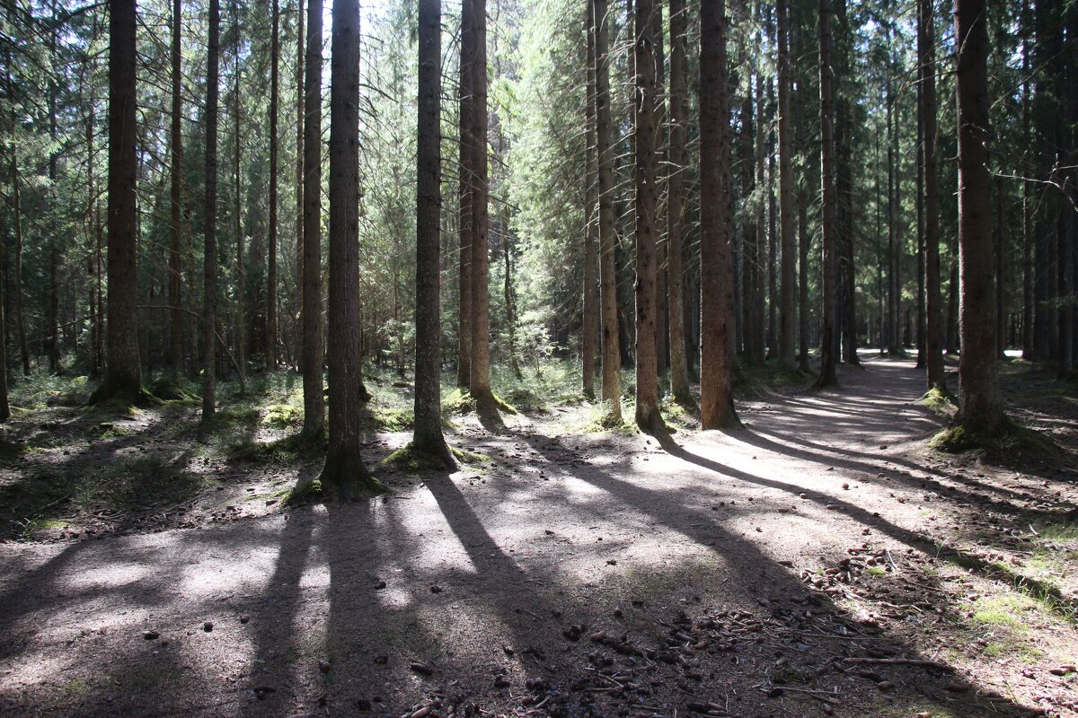 Комарово - Наталья Герасимова