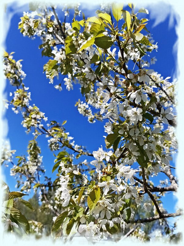 Цветущая черешня - Veera V Цветущая черешня - Veera V