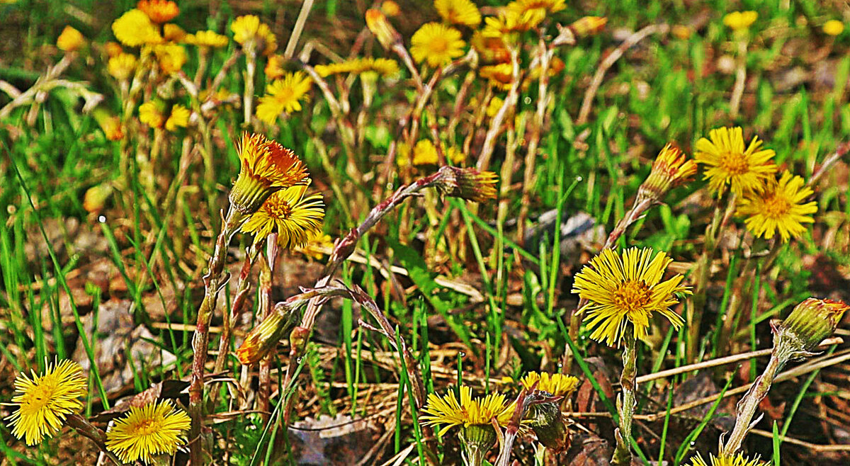 Цветет на пустыре мать-и -мачеха! - Владимир 