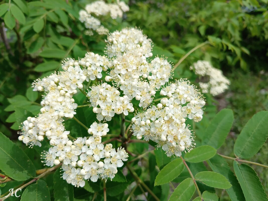 Рябина - Любовь Сахарова Рябина - Любовь Сахарова